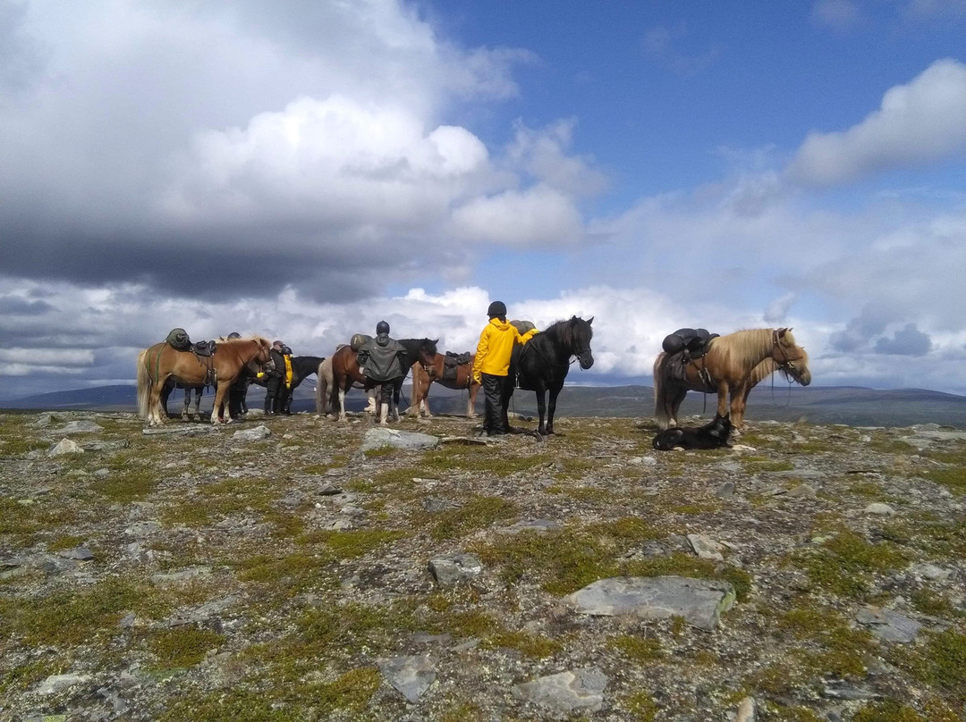 Ammarnasfjallens Islandshastar-Ammarnas必去景点