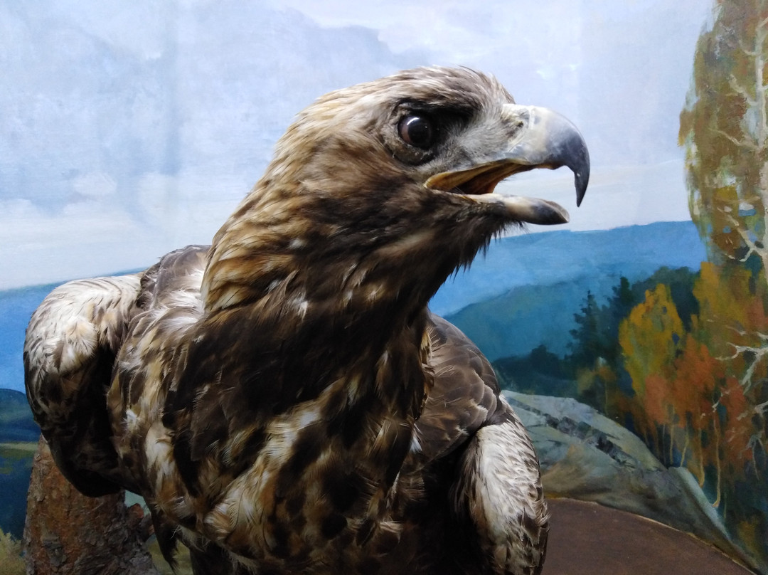 Severouralsk Local Lore Museum-Severouralsk必去景点