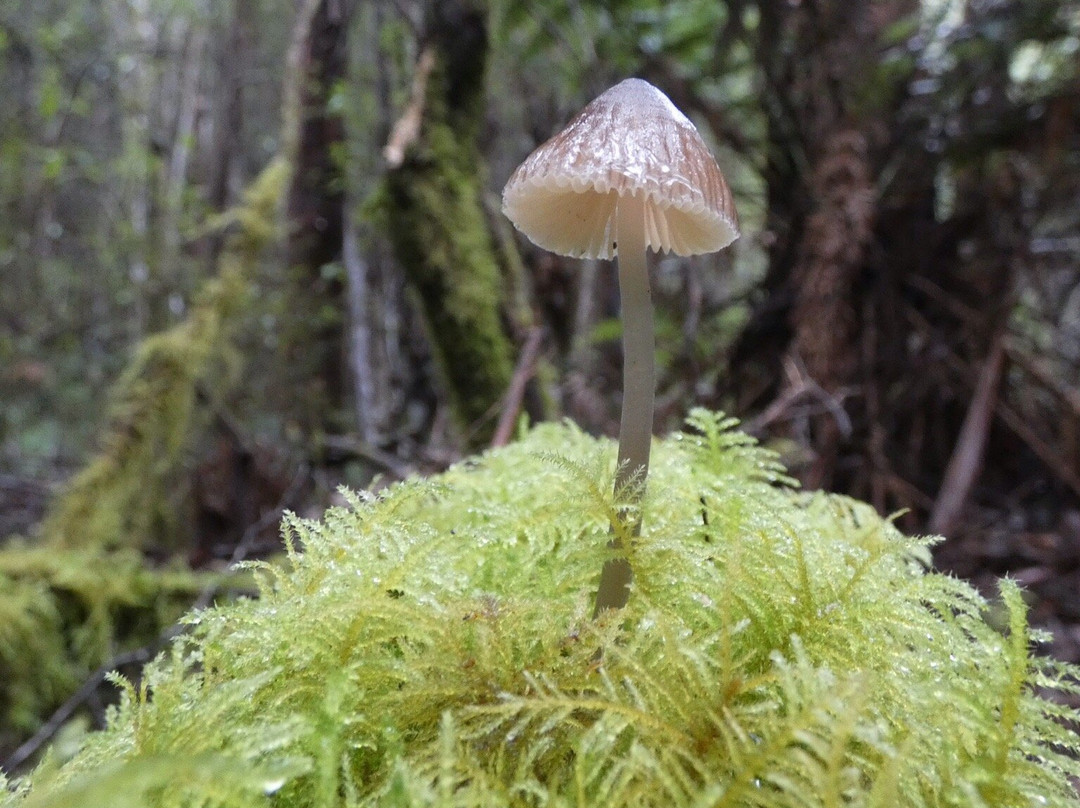 Black Glen Falls-Lachlan必去景点