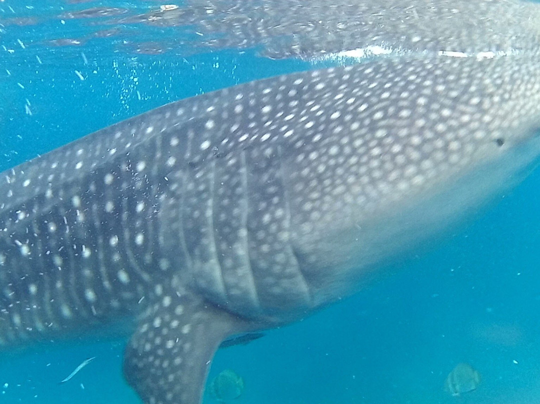 Oslob Whalesharks-奥斯洛布必去景点