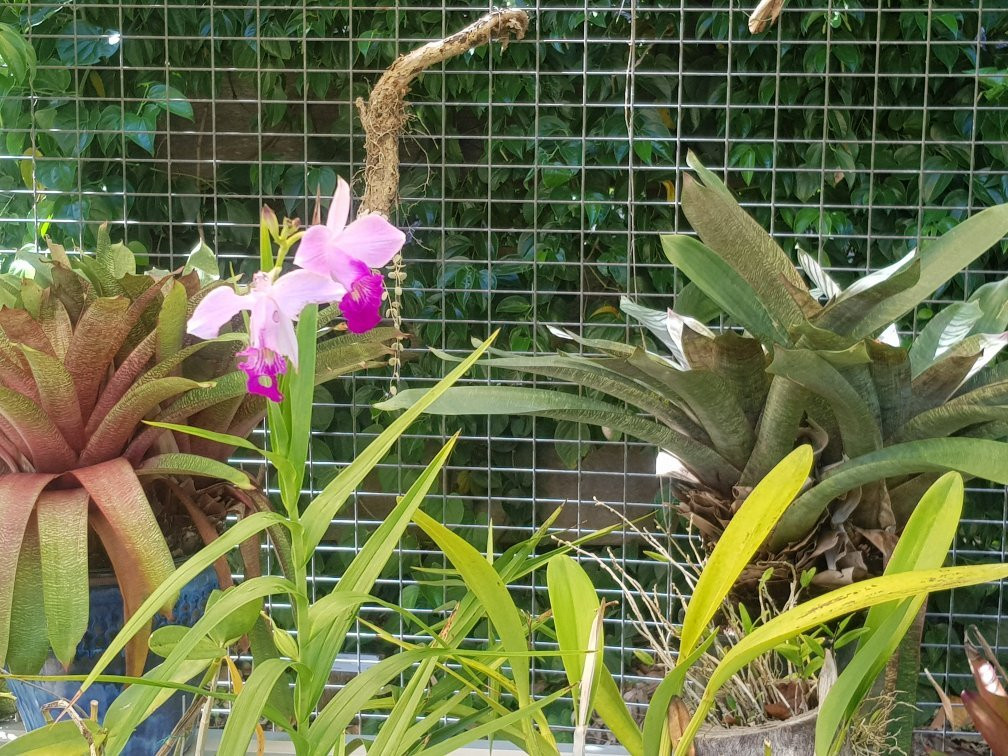 Cooktown Botanical Gardens-库克敦必去景点