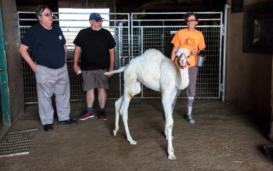 Hedrick's Exotic Animal Farm-Nickerson必去景点