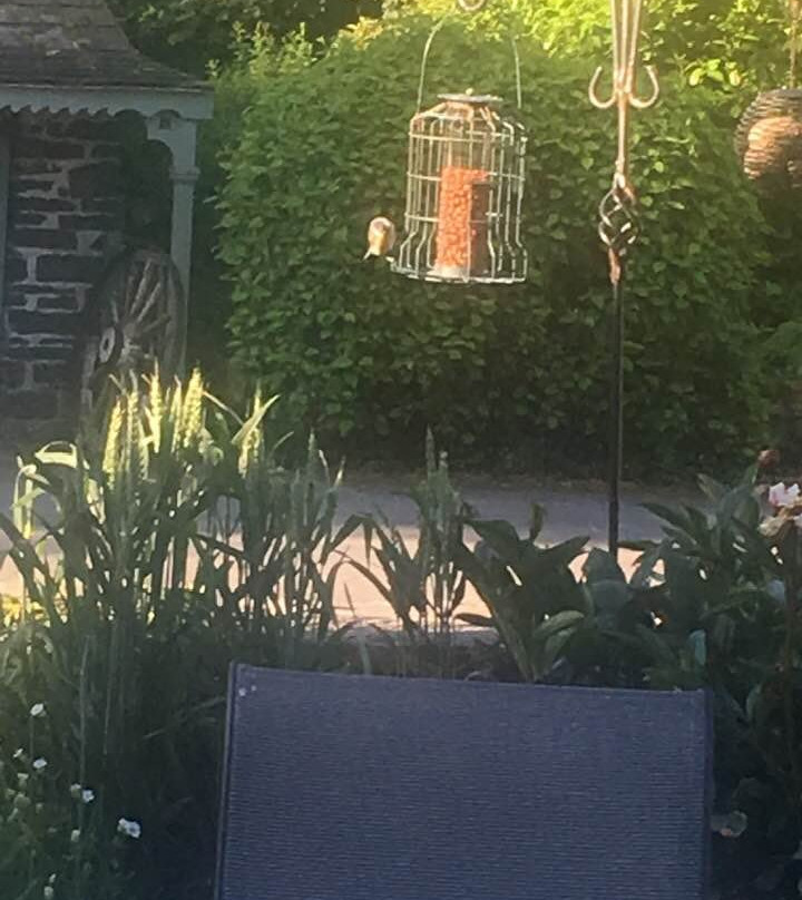 Felin Carrog Cottages主图