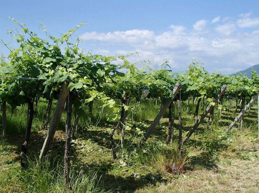 Lumiere Winery景点图片