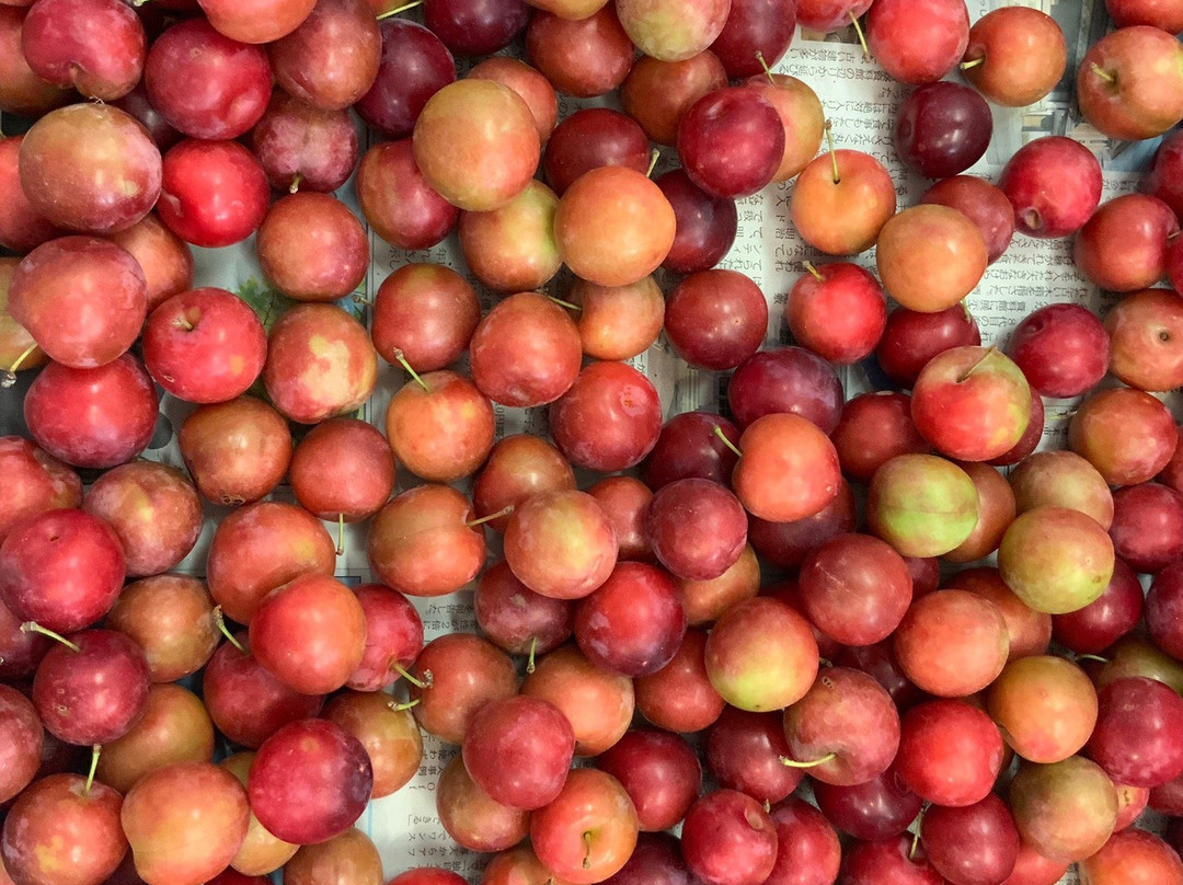 Michi-no-Eki Kamiamakusa Sun Pearl-上天草市必去景点