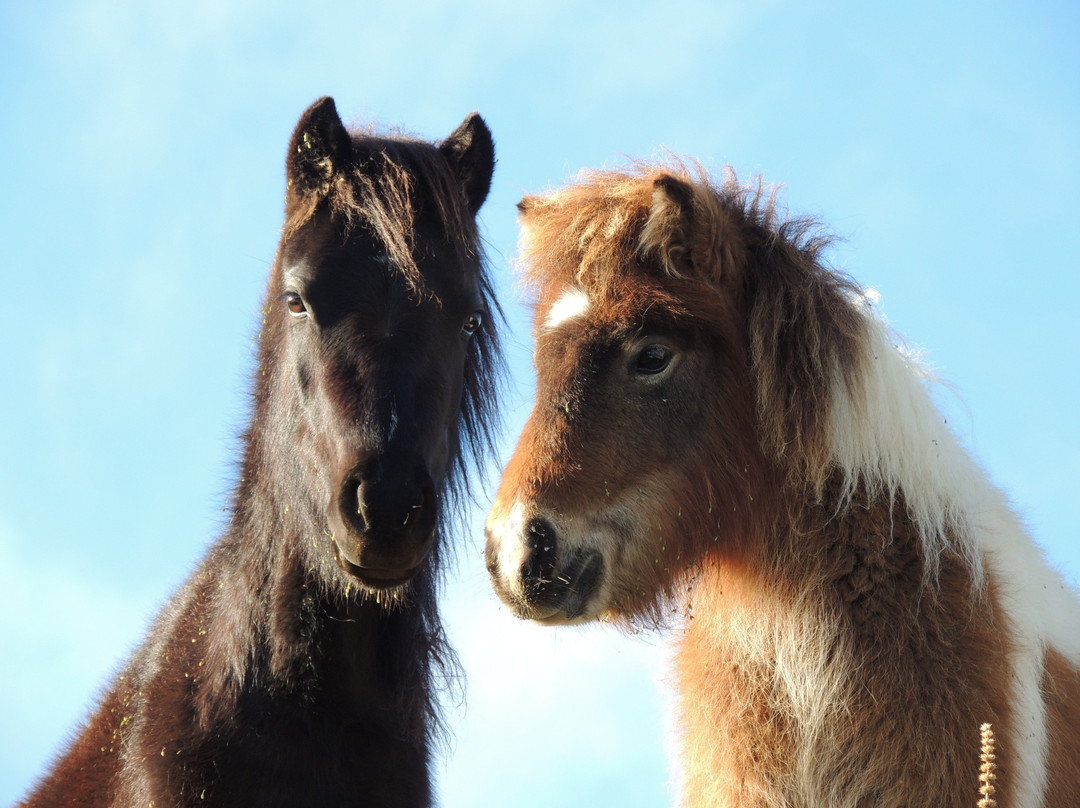 Centre Equestre du Cap景点图片