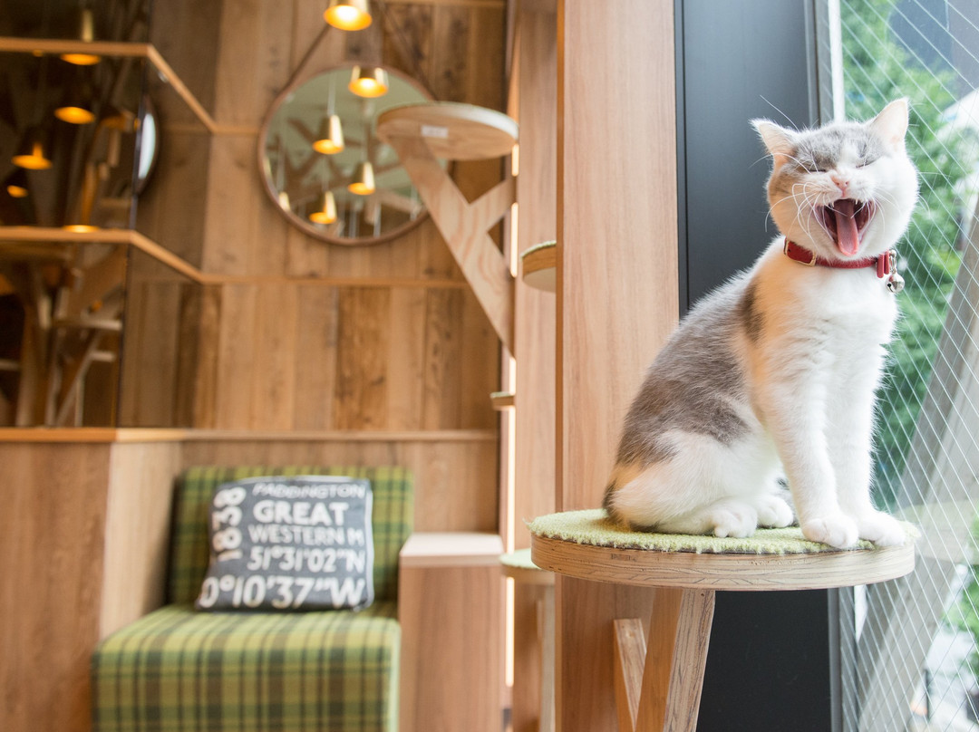 Cat Cafe MOCHA Akihabara-千代田区必去景点