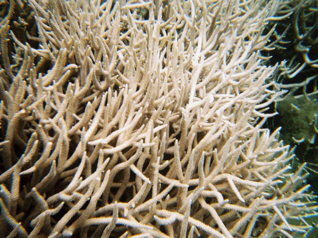 Seihyo Beach-小笠原村必去景点