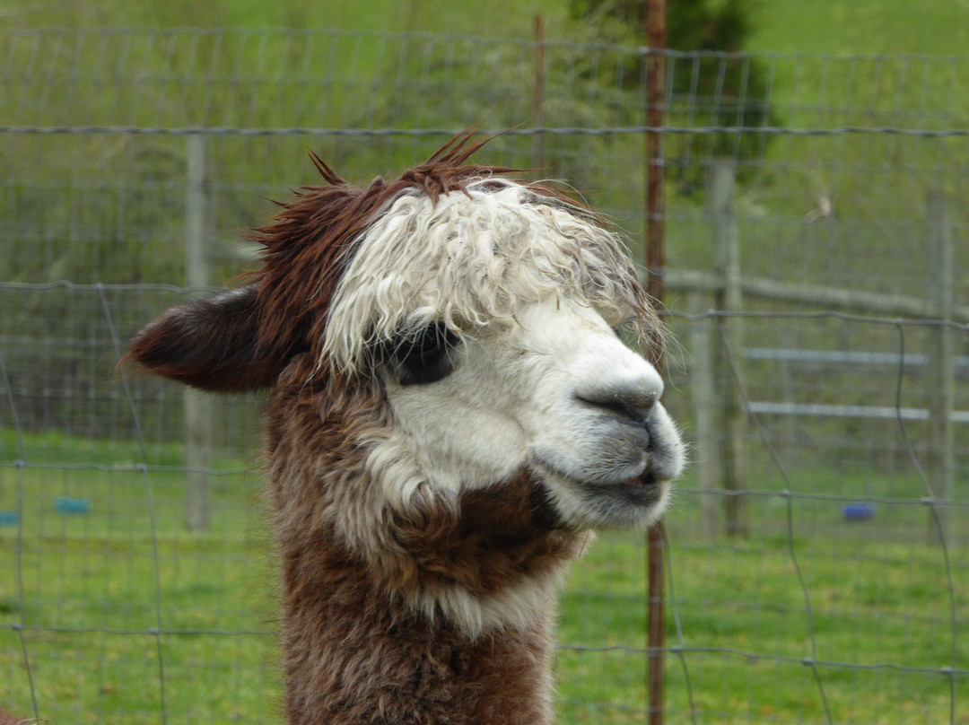 Aragon Alpacas-尤金必去景点