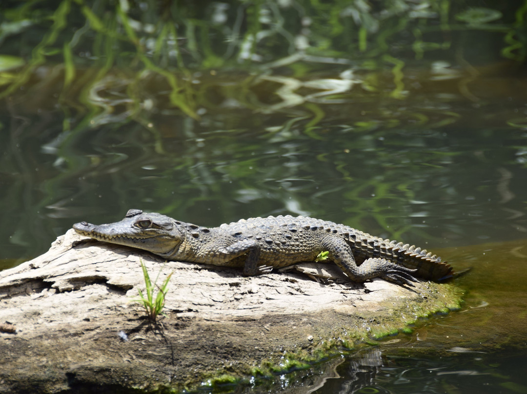 Safaris Corobici-Costa Rica River Trips景点图片