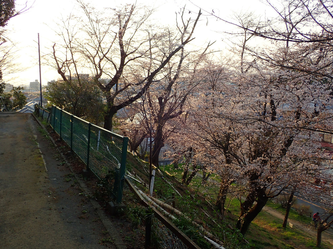 Omiya Shrine-流山市必去景点