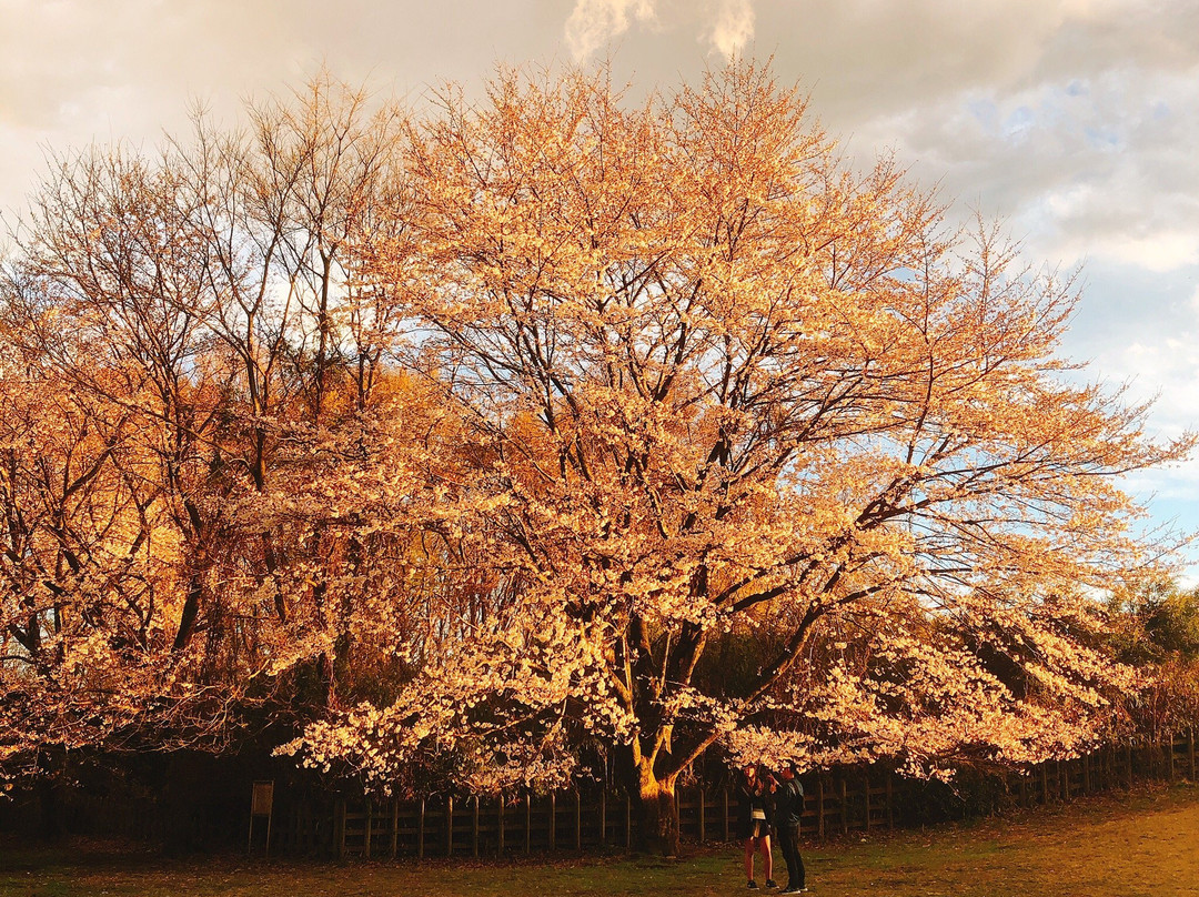 Katakurajoseki Park-八王子市必去景点
