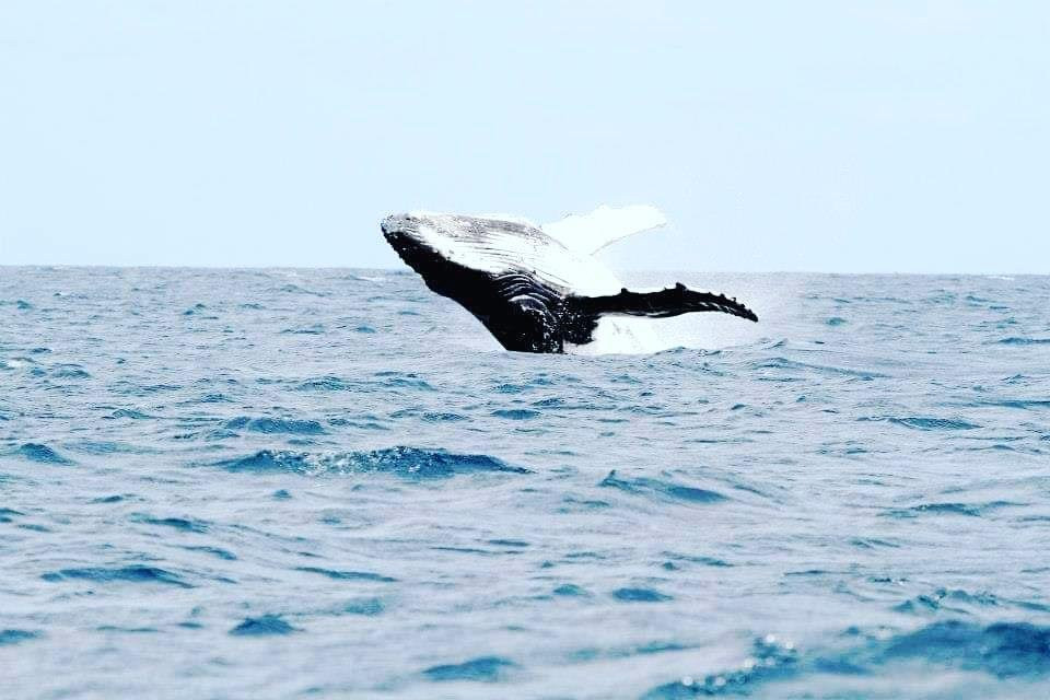 Tuna Moana Whale Swim Adventures-努库阿洛法必去景点