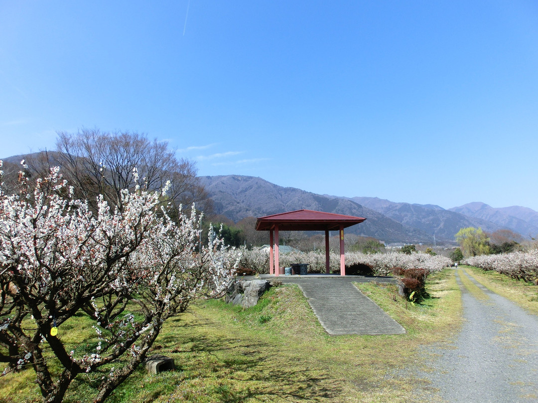 Minamino Plum Garden景点图片