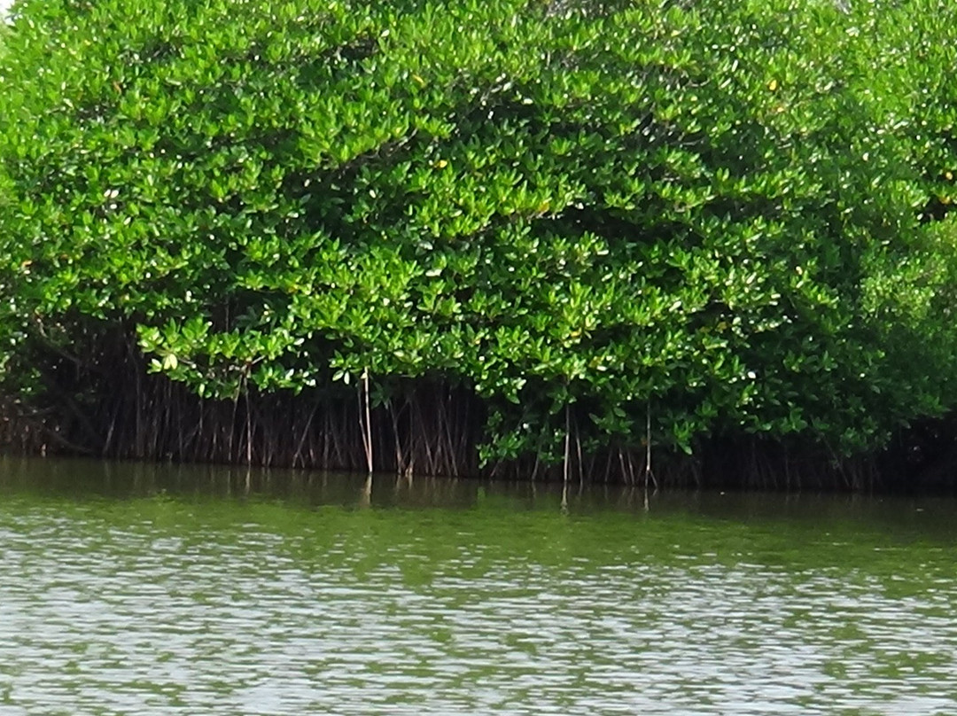 Batticaloa Eco Park景点图片