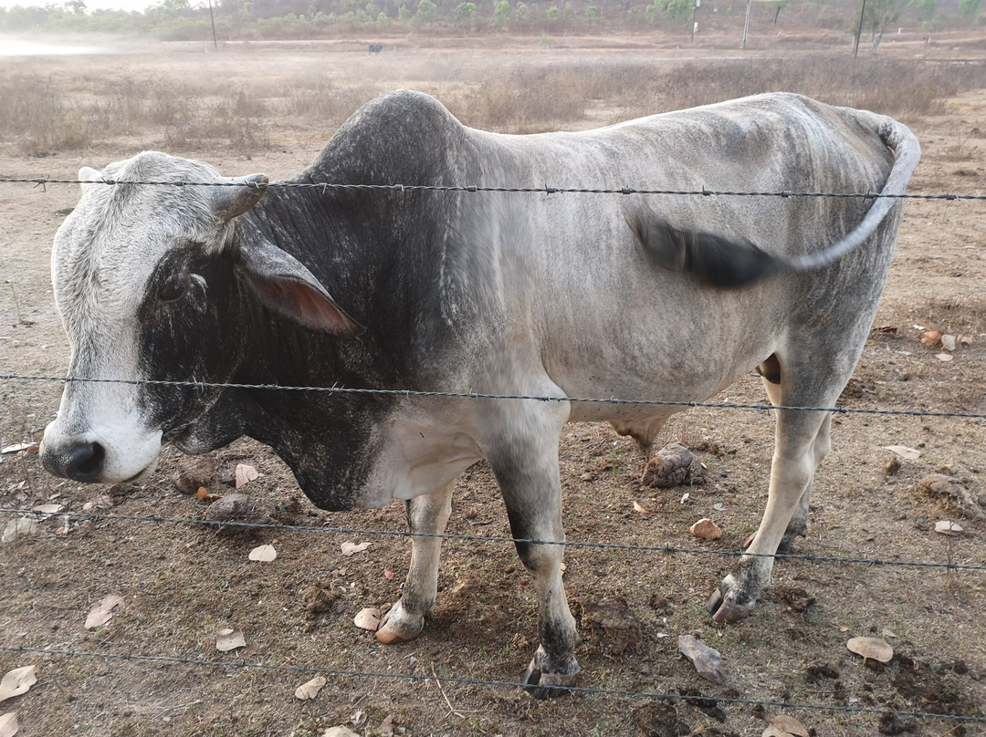 Mt Bundy Station主图