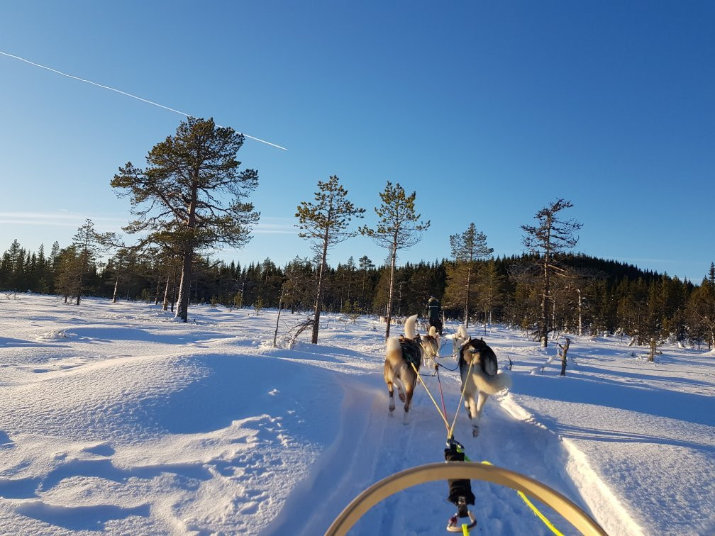 Hedmarksvidda Husky Tours景点图片