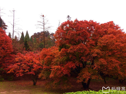 庐山植物园-九江市必去景点