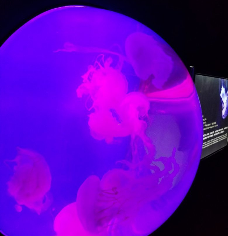 日照海洋公园-日照市必去景点