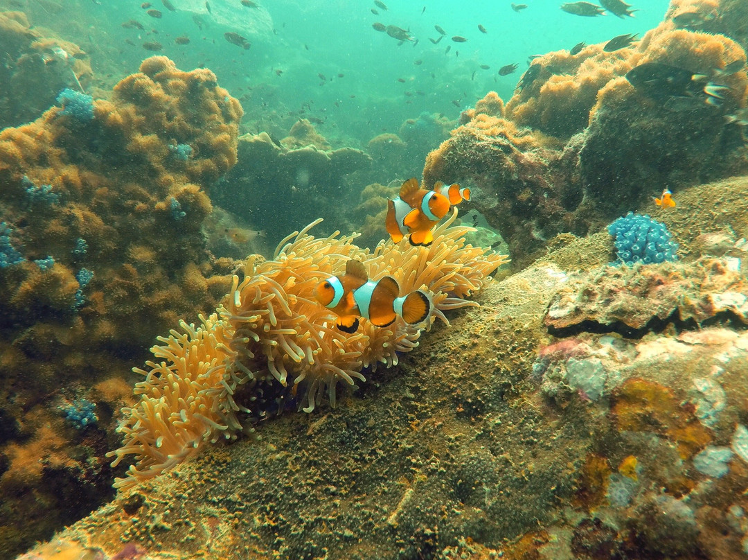 Malaysia Dive Team-刁曼岛必去景点
