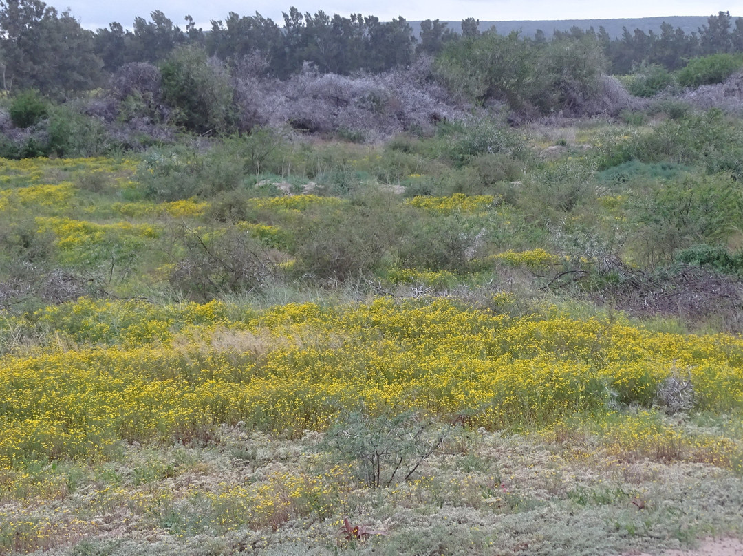 De Old Drift Guest Farm主图