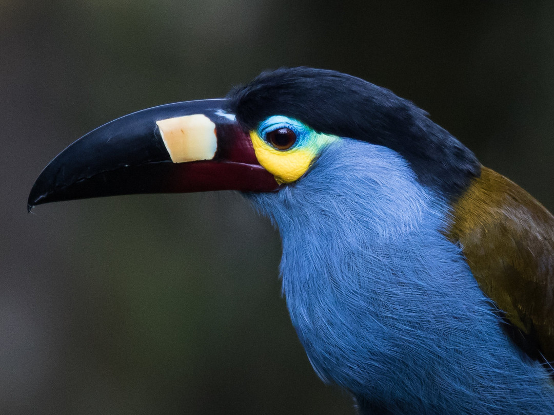 Ecuador Birds Tours景点图片