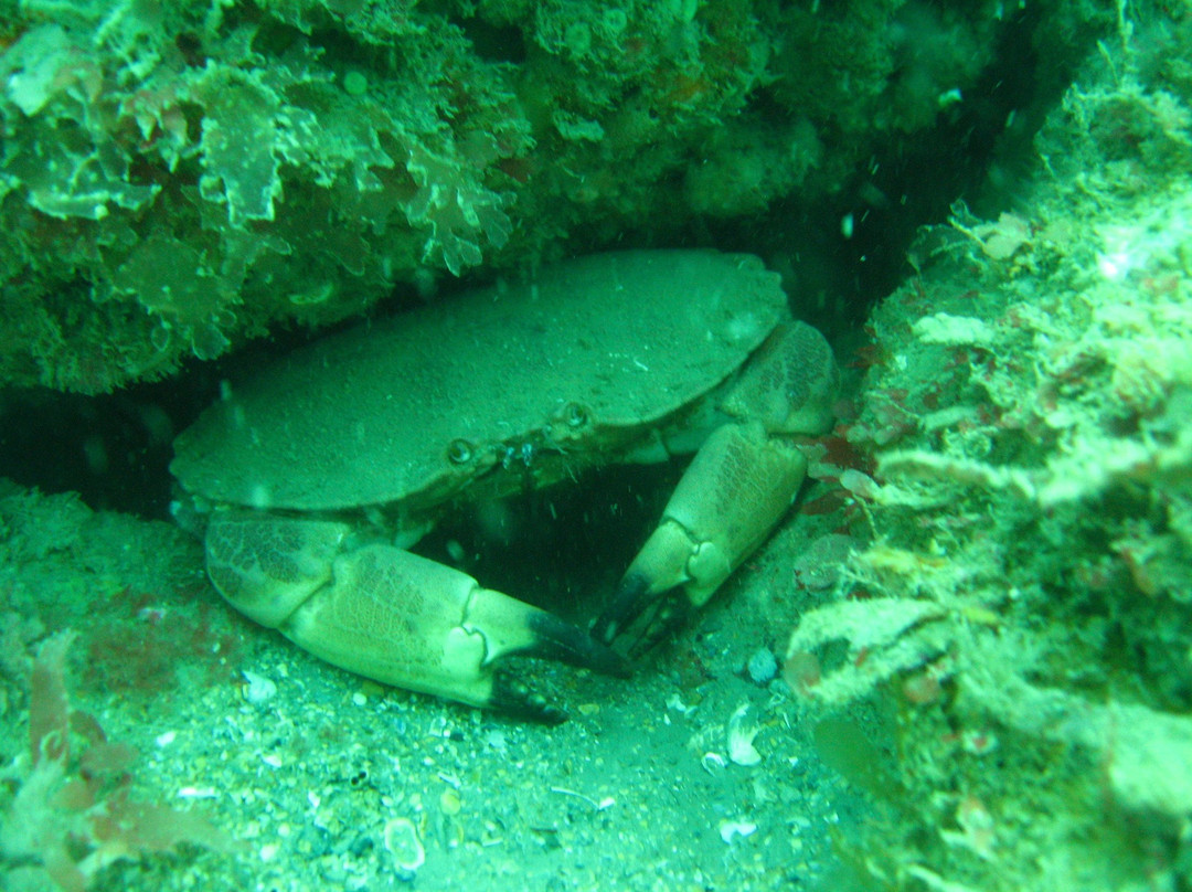 C-Waves Diving-Isle of Portland必去景点