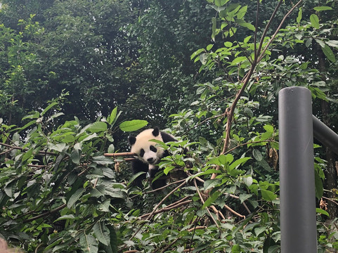 Panda China Go-成都必去景点