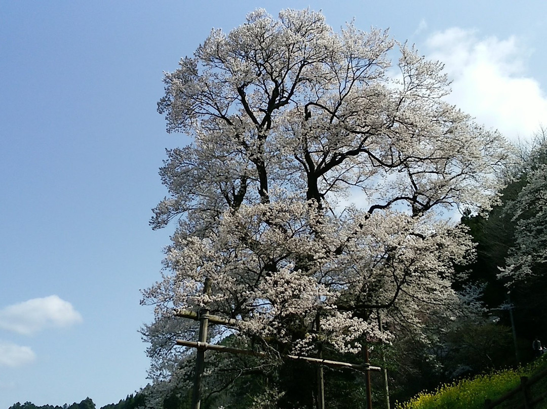 Hyotan Sakura Park-仁淀川町必去景点