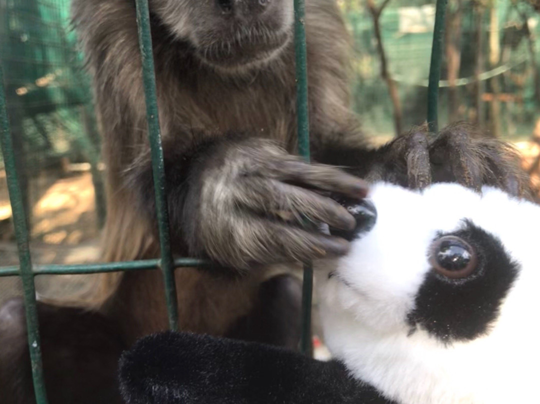 International Primate Rescue-比勒陀利亚必去景点