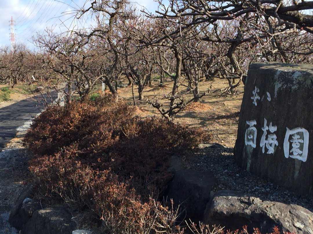 Anpachihyakubaien-安八町必去景点