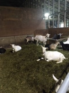 The Farm House Natural Cheeses-阿加斯市必去景点