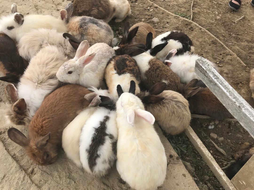 Arnab Village-拉瑙必去景点