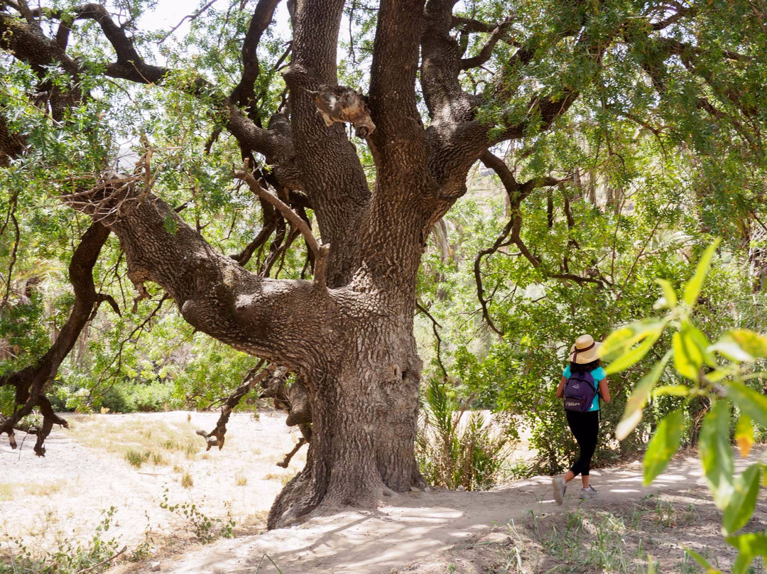 Tayyu Hiking-Taghazout必去景点