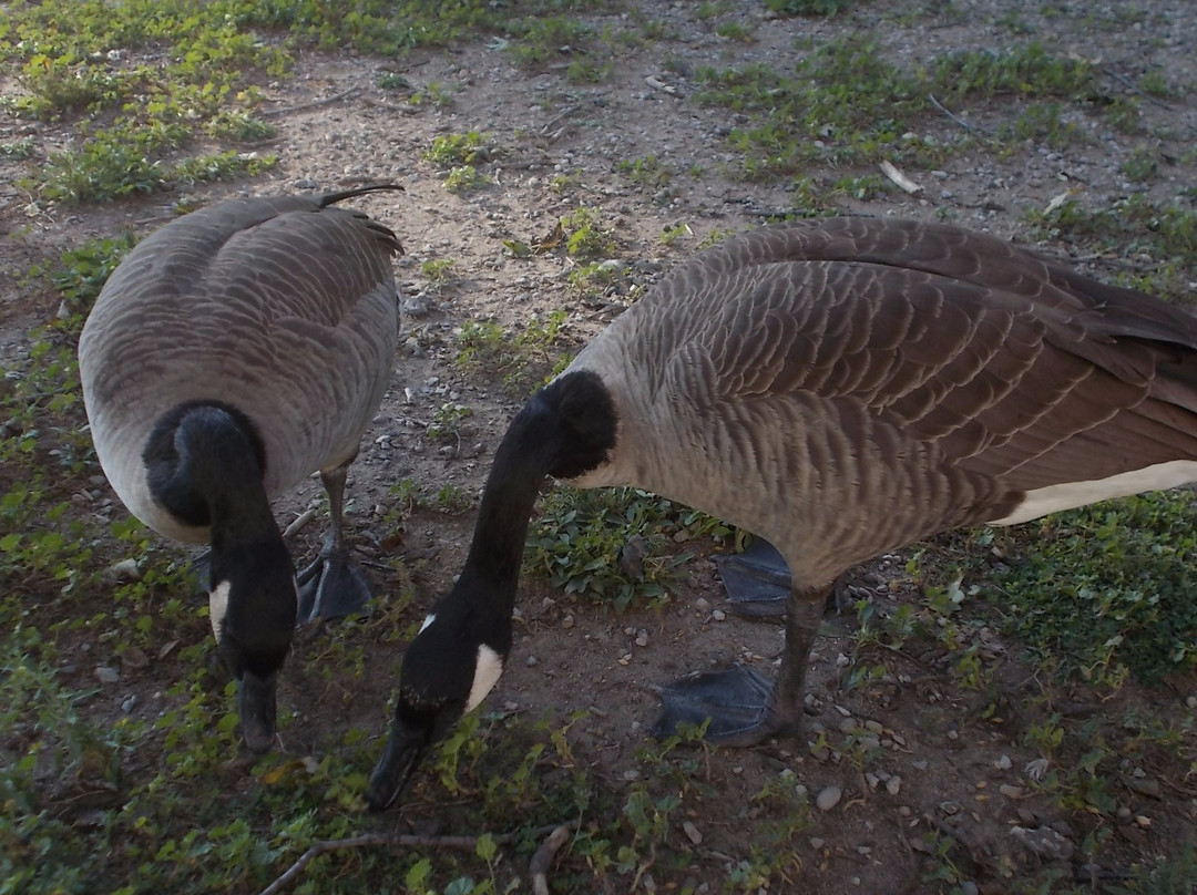 Jack Miner Bird Sanctuary-Kingsville必去景点