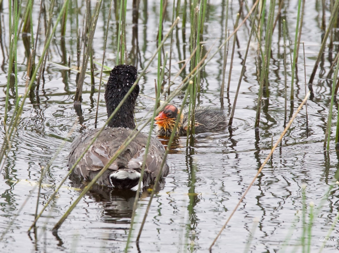 Camas National Wildlife Refuge景点图片