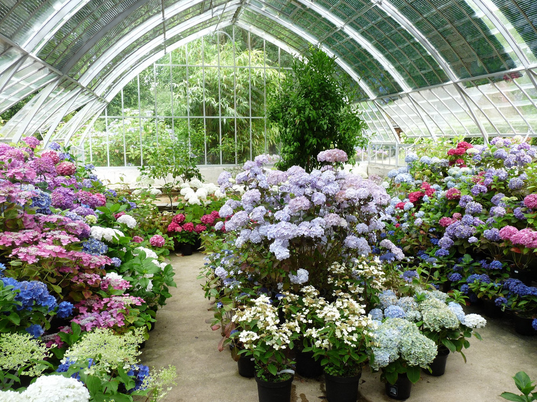 Les Hortensias du Haut Bois景点图片