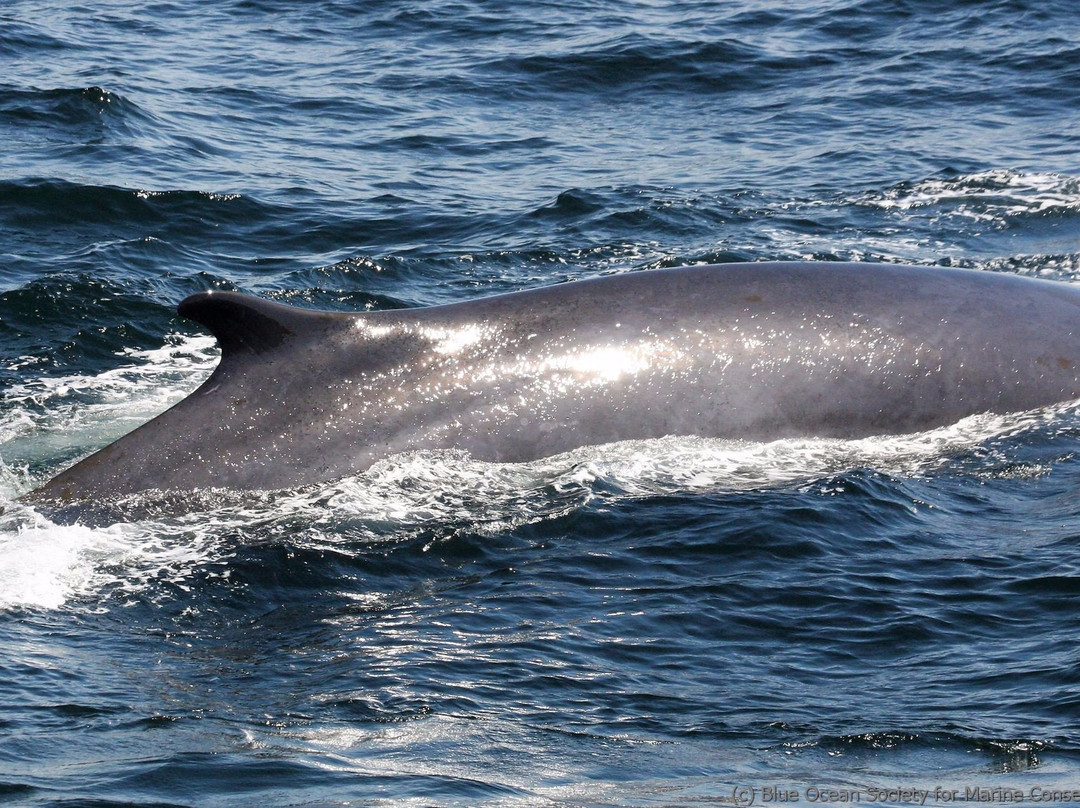 Atlantic Whale Watch景点图片