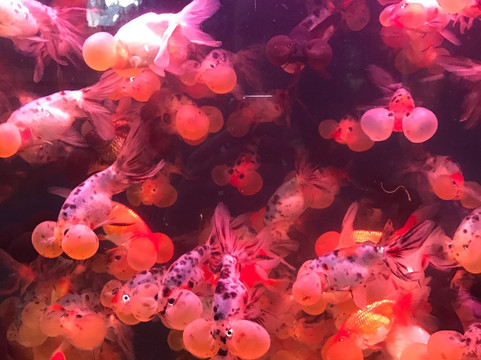 万商花鸟市场(西藏南路)-上海市必去景点