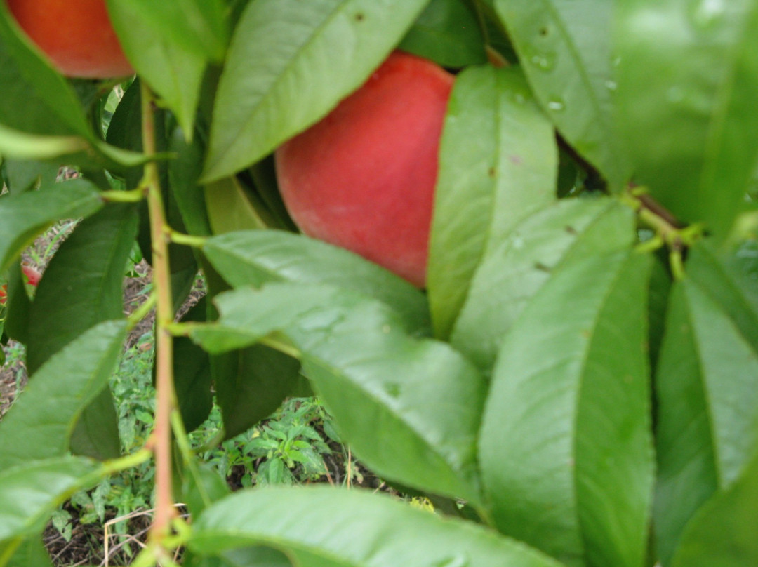 Tree-Mendus Fruit-Eau Claire必去景点