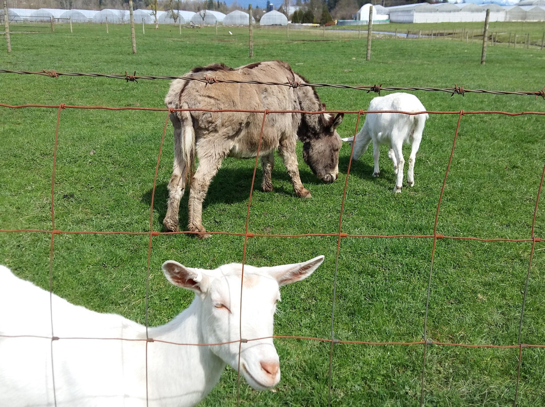Milner Valley Cheese-兰里市必去景点