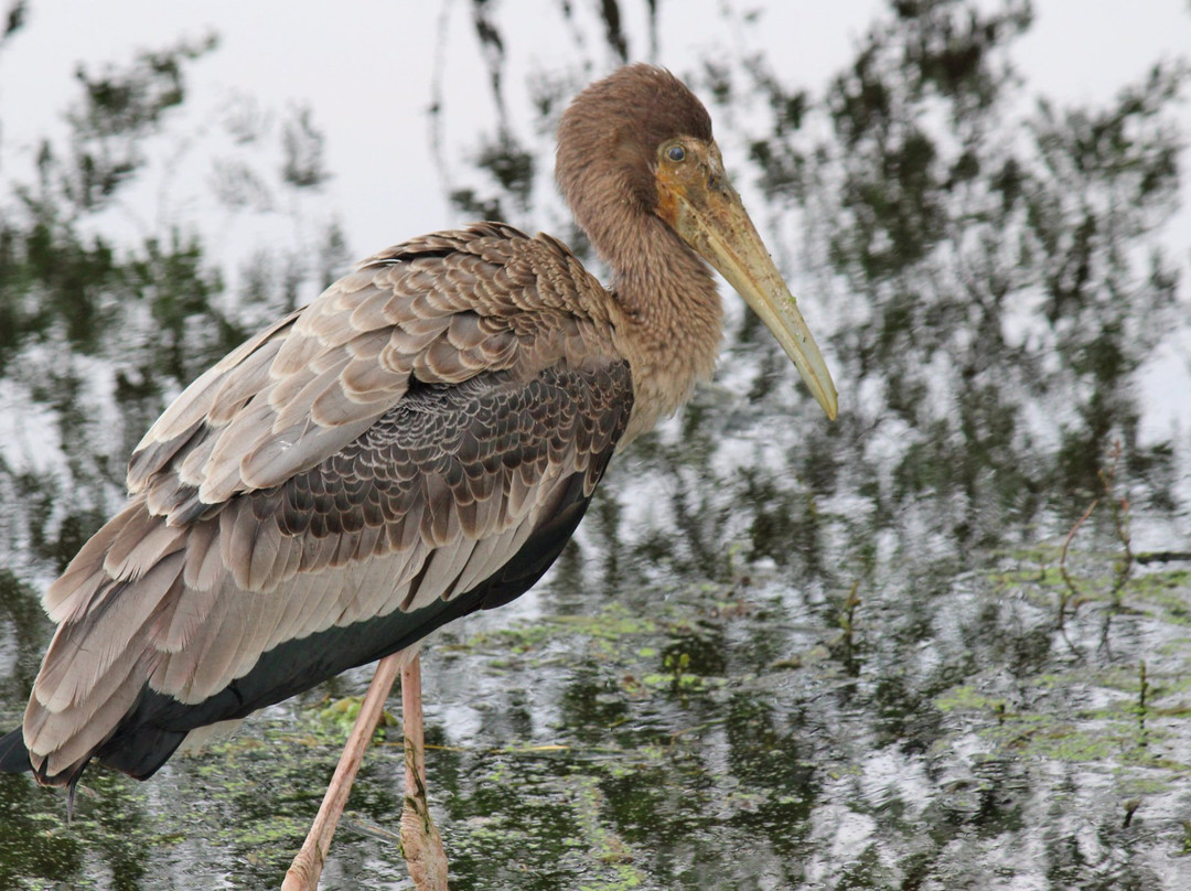 Keoladeo Shiva temple-Bharatpur District必去景点
