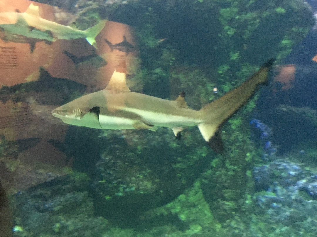 Ocean Science Discovery Center-怀露库必去景点