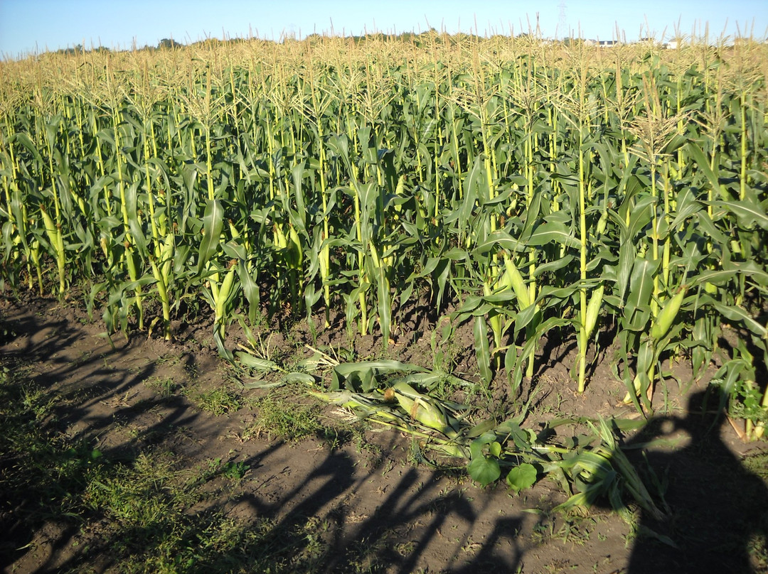 Matt's Produce-拉辛必去景点