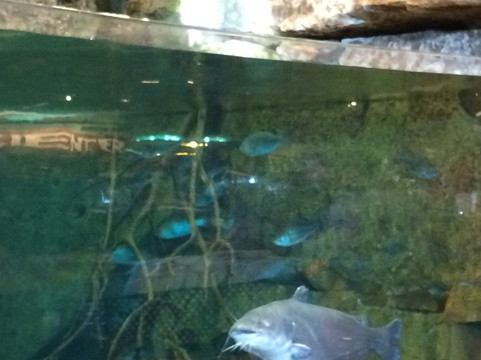 The Rim-圣安东尼奥市必去景点