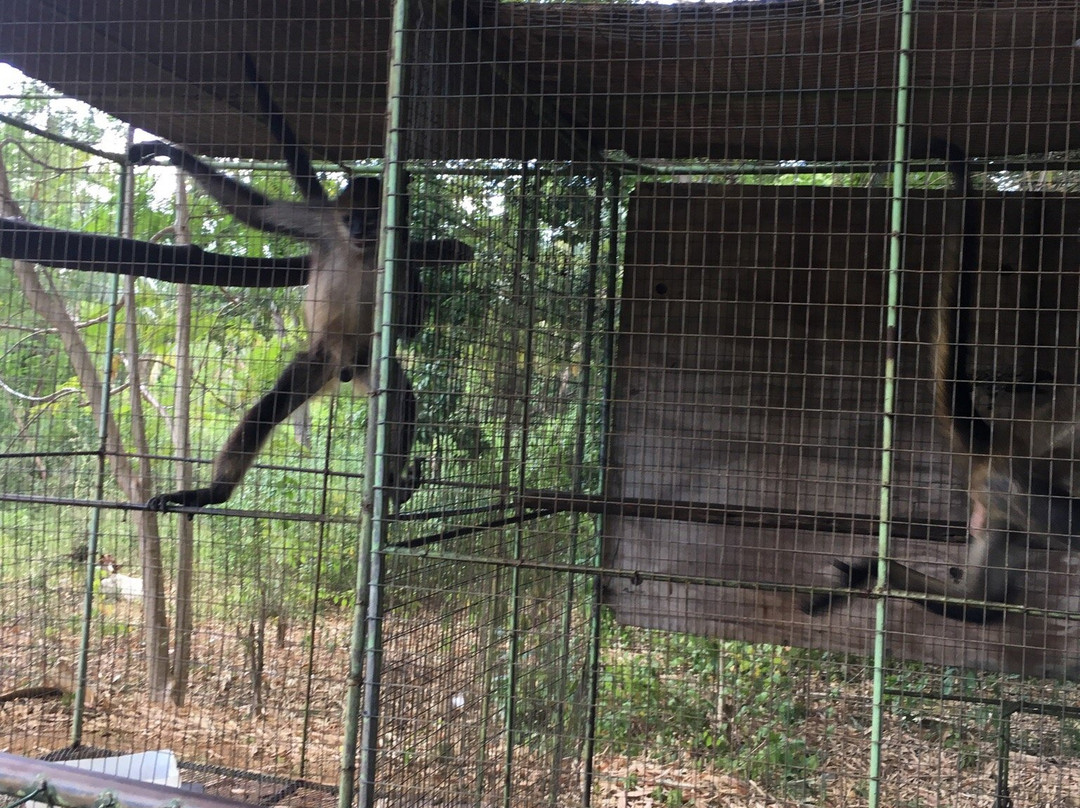 Jamaica Zoo-Lacovia必去景点