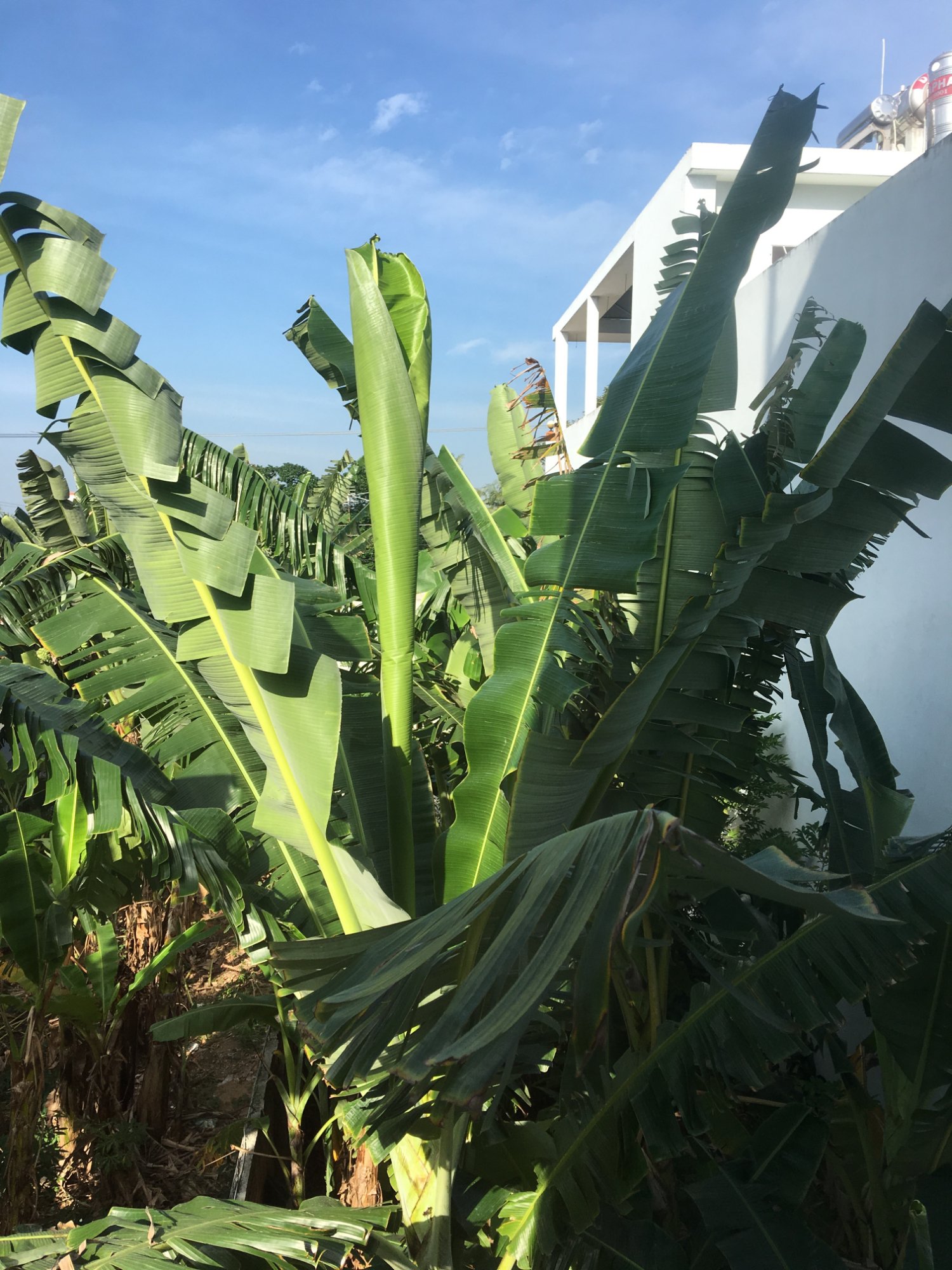 Truc Quynh 2 Hotel-酒店景观