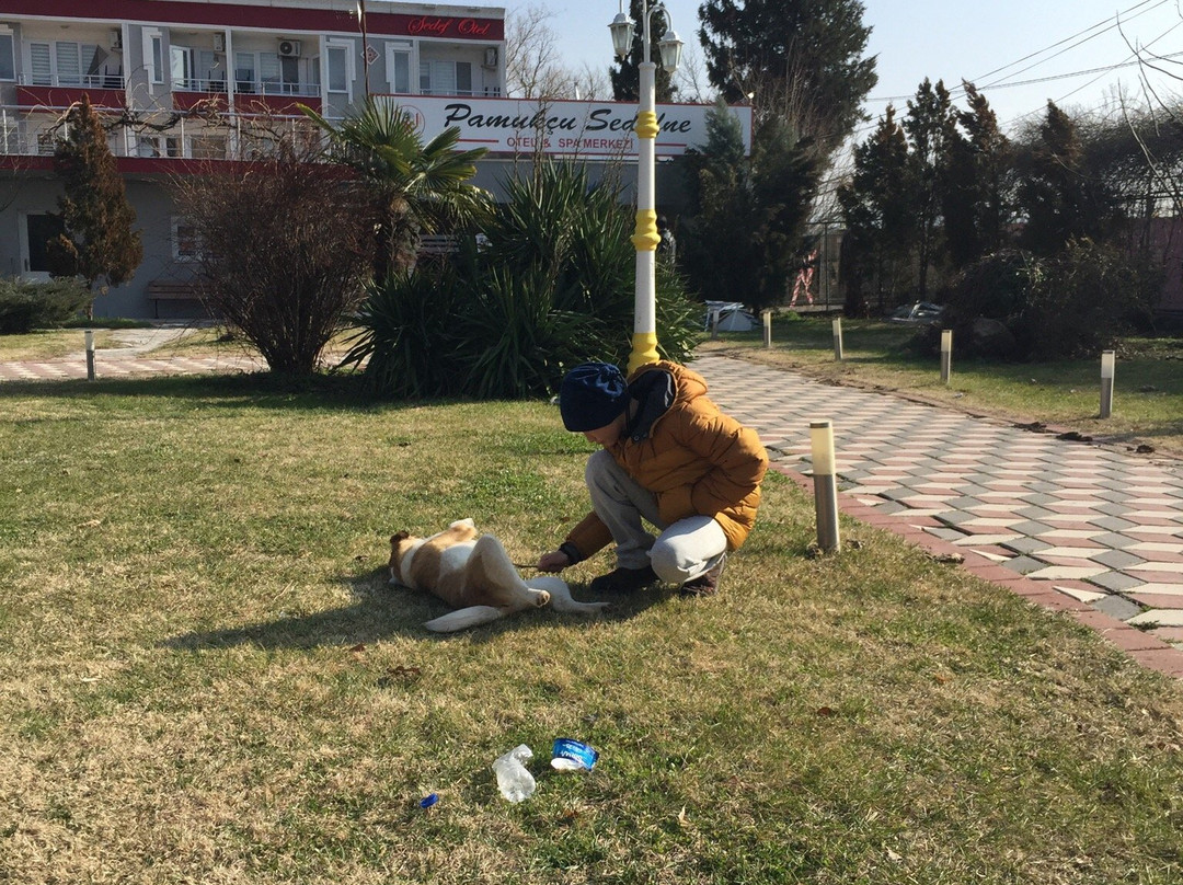 Pamukcu Sedefne Hotel主图