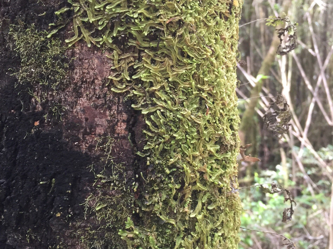 Monumento Natural Lahuen Nadi-蒙特港必去景点