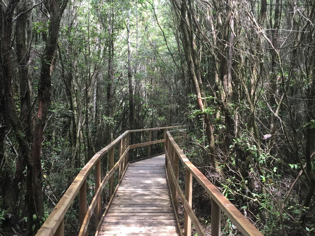 Monumento Natural Lahuen Nadi-蒙特港必去景点